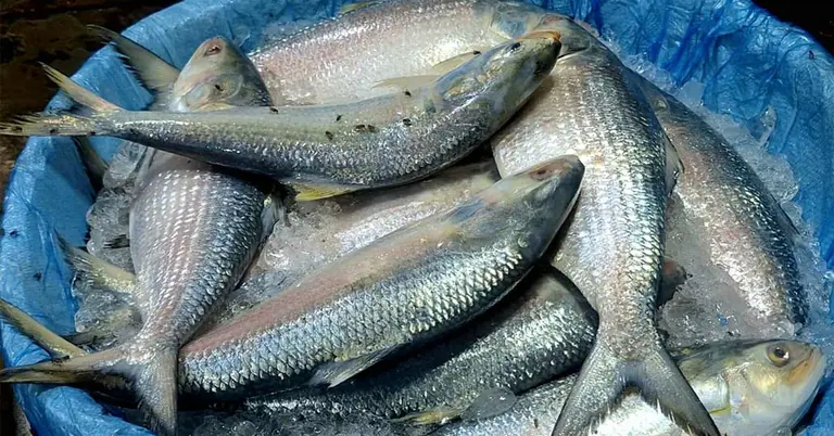 বরিশালে আকাশছোঁয়া ইলিশের দাম, বিপাকে ক্রেতারা