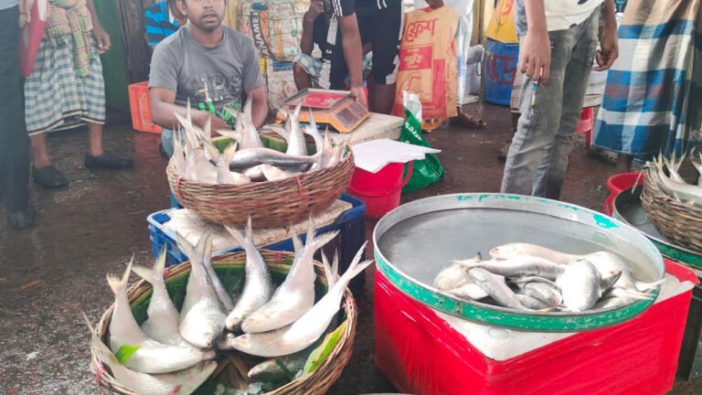 ভরা মৌসুমেও বরিশালে ইলিশের সংকট, দাম কেজিতে ২৮০০ টাকা
