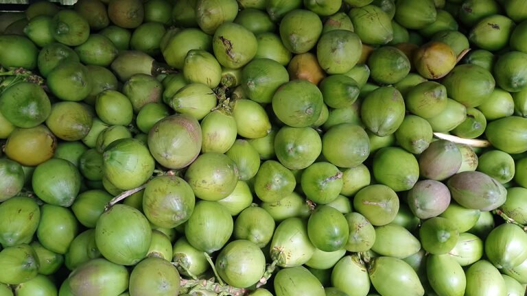 ডেঙ্গু আতঙ্কে বাড়তি চাহিদা, দাম বেড়েছে ডাবের – পিরোজপুরে সরবরাহেও সংকট