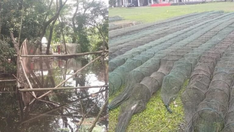 দুমকির খাল-বিলে নিষিদ্ধ জালের দাপট, বিপন্ন দেশি মাছ