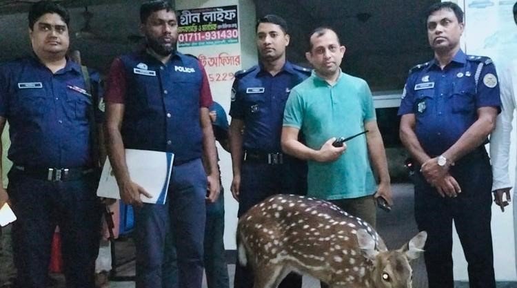 ভোলার মেঘনা নদীতে ভেসে আসা হরিণ উদ্ধার