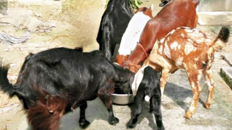 বরগুনায় অজানা রোগে ছাগলের মড়ক, খামারিরা নিঃস্ব হওয়ার আশঙ্কায়