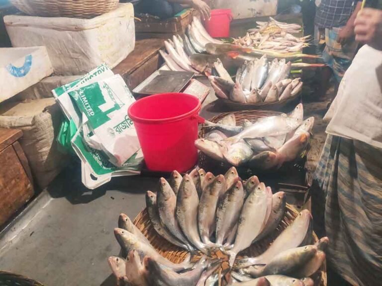 বরগুনায় ইলিশ সংকট, জাটকার দামও সাধারণ মানুষের নাগালের বাইরে