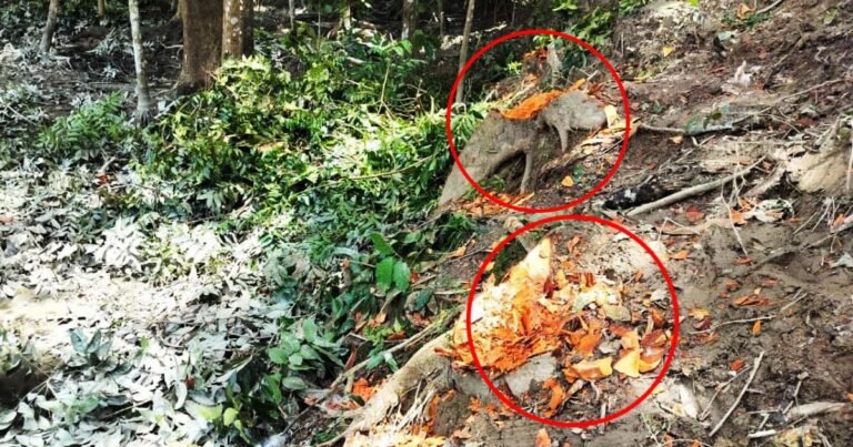 আমতলীতে প্রভাবশালীর বিরুদ্ধে বন্যা নিয়ন্ত্রণ বাঁধের শতাধিক গাছ কাটার অভিযোগ