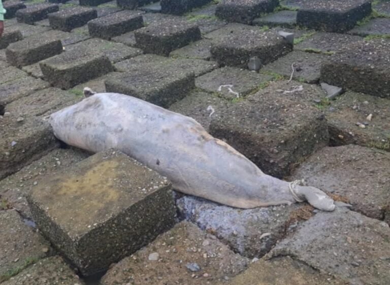 কুয়াকাটা সৈকতে ভেসে এলো মৃত ডলফিন