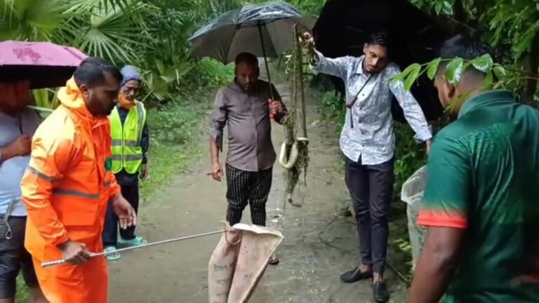 কুয়াকাটায় বিষধর পদ্মগোখরা উদ্ধার