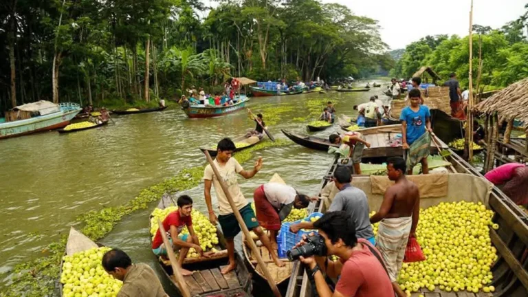 পিরোজপুরে ঐতিহ্যবাহী ভাসমান পেয়ারা বাগানে পর্যটকদের ভিড়