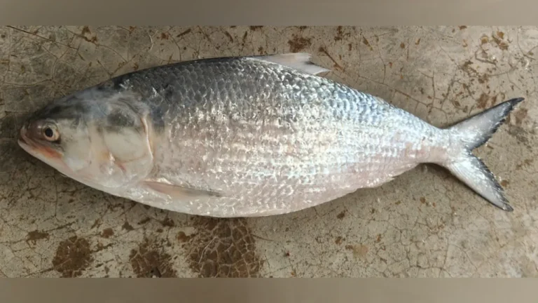 কুয়াকাটায় ১ কেজি ৮০০ গ্রাম ইলিশ বিক্রি ৫ হাজার ৬২৫ টাকায়