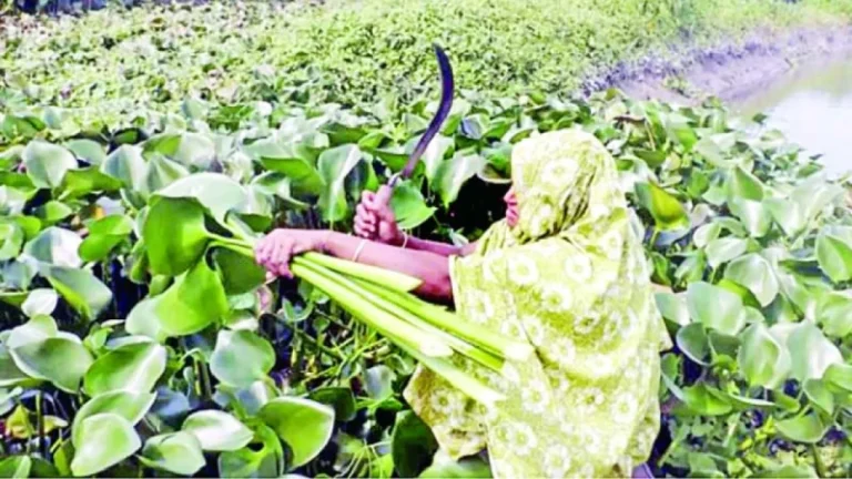 বৈদেশিক মুদ্রার উৎস এখন পিরোজপুরের কচুরিপানা