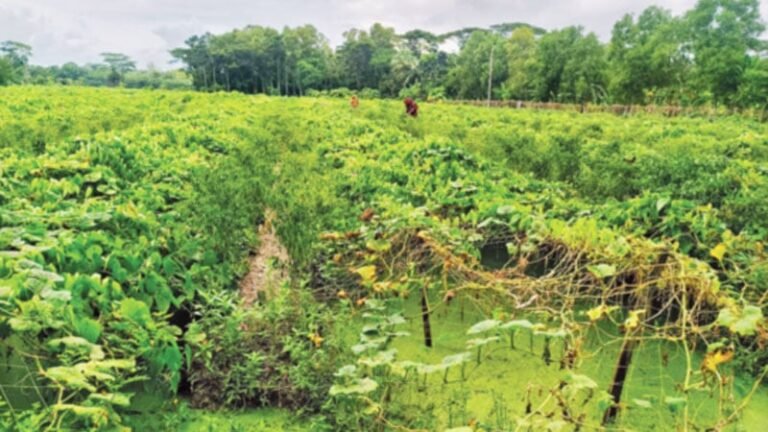 ভোলায় সর্জান পদ্ধতির চাষ: বাণিজ্যিক কৃষির নতুন দিগন্ত