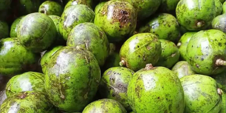 জিআই স্বীকৃতি পেল বরিশালের আমড়া, মৌসুমে জমজমাট বেচাকেনা