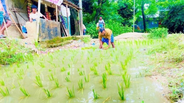 রাজাপুরে কর্দমাক্ত রাস্তায় প্রতিবাদ, ধানের চারা রোপণ