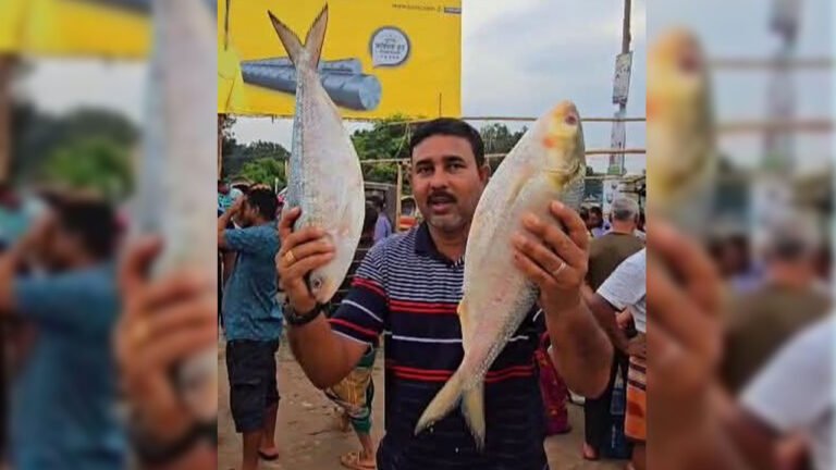 পদ্মার দুই ইলিশ বিক্রি ১৭ হাজার টাকায়