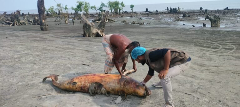 কুয়াকাটা সৈকতে ভেসে এলো মৃত ডলফিন