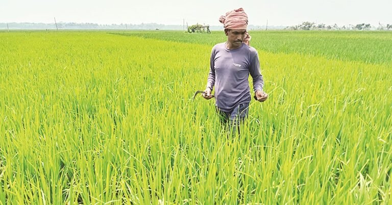 ভোলায় কৃষি বিপ্লব,পতিত জমি নামমাত্র, আবাদে সাফল্যের গল্প
