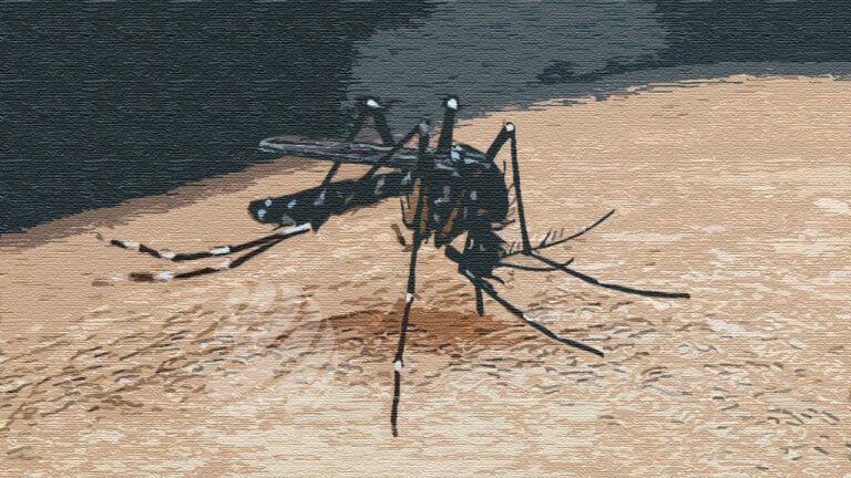 বরিশালে ডেঙ্গু সংক্রমণ বেড়ে আতঙ্ক,