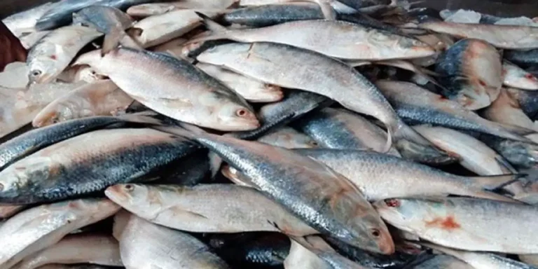 ৪ অক্টোবর থেকে ২২ দিন ইলিশ ধরা নিষিদ্ধ