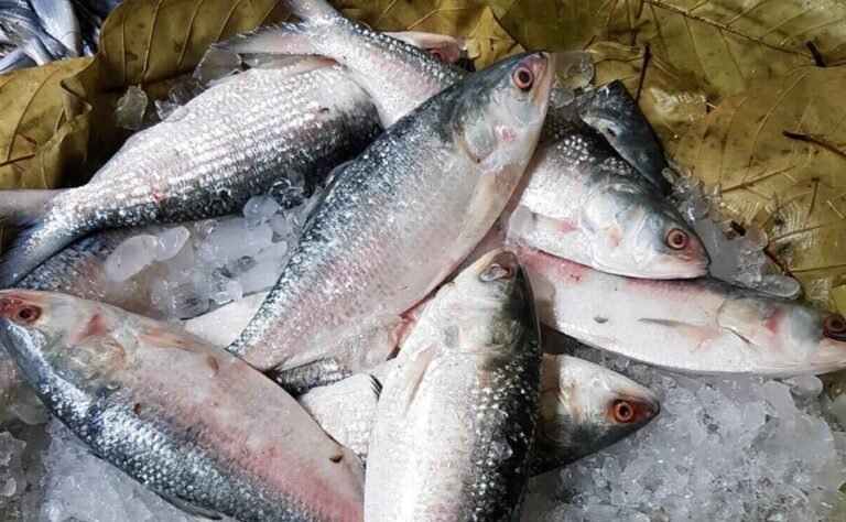 ইলিশের সংকটে চড়া দাম, ভোক্তাদের নাগালের বাইরে জাতীয় মাছ