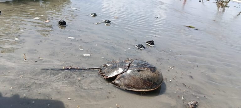 কুয়াকাটায় জেলেদের জালে ধরা পড়ল বিরল প্রজাতির রাজ কাঁকড়া
