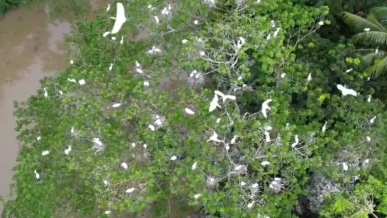 পাখি আর মানুষের এক অসম প্রেমের গল্প