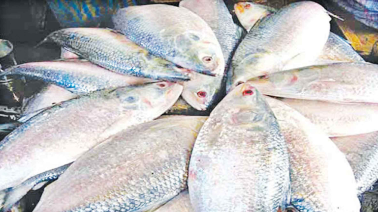 কলকাতায় বসে বরিশালের ইলিশ মোকামের ব্যবসা নিয়ন্ত্রণ করছেন আ.লীগ নেতা