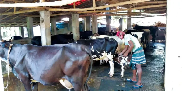 ২ গাভি দিয়ে শুরু, এখন দিনে শতাধিক লিটার দুধ উৎপাদন করছেন ২২ গরুর মালিক