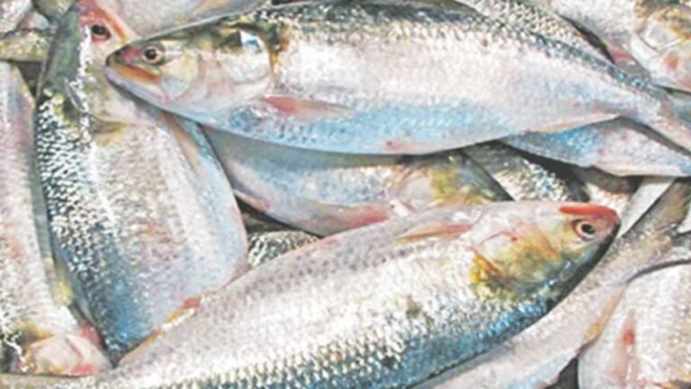 মৌসুমের শেষ দিকে ইলিশের দাম আবারও চড়লো