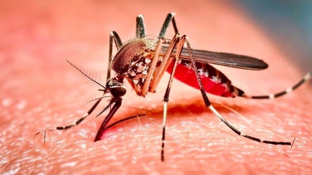 ডেঙ্গুতে  আক্রান্ত আরও ২১৯