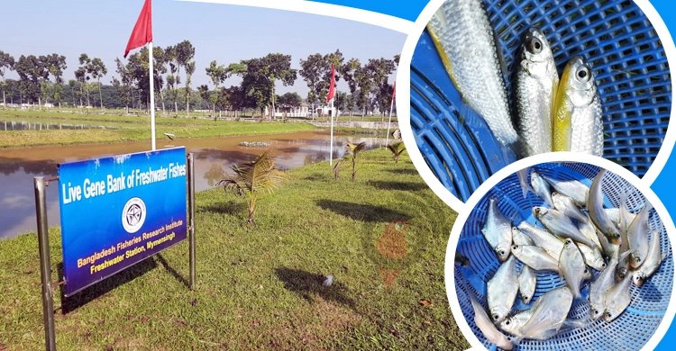 দেশের বিপন্ন প্রজাতির মাছ সংরক্ষণে ‘লাইভ জিন ব্যাংক’ স্থাপন এক যুগান্তকারী পদক্ষেপ