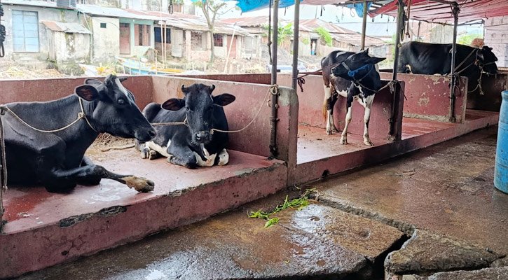 বরিশাল নগরীতে পরীক্ষা-নিরীক্ষা ছাড়াই গরু জবাই, ঝুঁকিতে জনস্বাস্থ্য