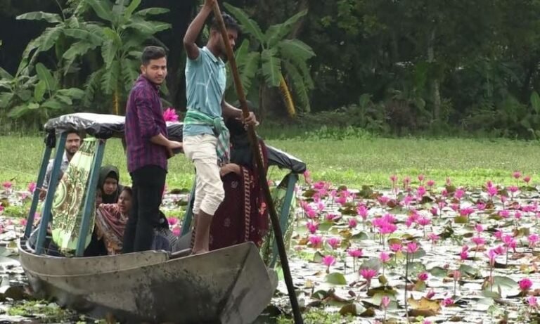 বরিশালের লাল শাপলার বিল: প্রকৃতির নয়নাভিরাম সৌন্দর্য