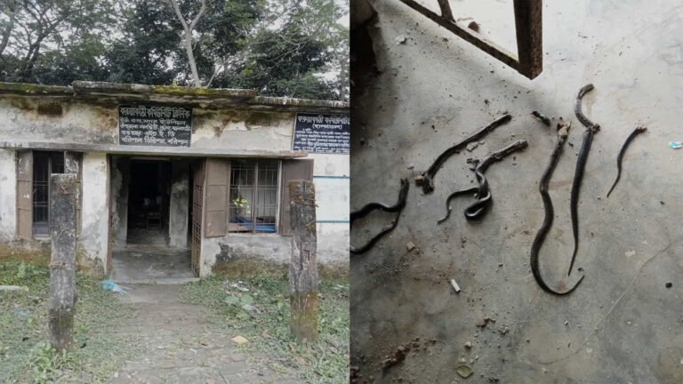 ঝালকাঠিতে কমিউনিটি ক্লিনিকে সাত বিষধর সাপের আতঙ্ক