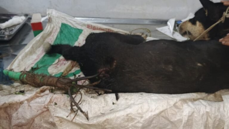 কলাপাড়ায় প্রশাসনের মানবিক উদ্যোগে টেটাবিদ্ধ কুকুরের প্রাণরক্ষা