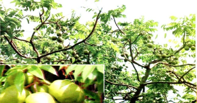 দেশ ছাড়িয়ে উপমহাদেশেও জনপ্রিয় বরিশালের টক-মিষ্টি আমড়া