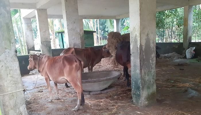 বিদ্যালয় ভবনে গোয়ালঘর! আমতলীতে পাঠদান ব্যাহত ও পরিবেশ দূষণ