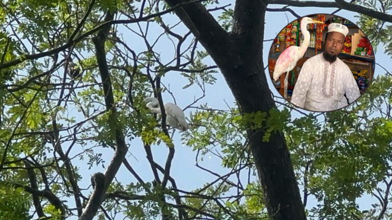 বাউফলের বকটি অবমুক্ত, কিন্তু খাবারে অনীহা