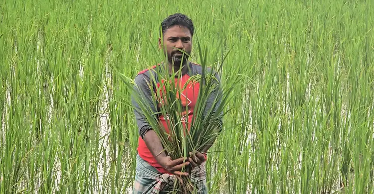 বরগুনায় নিম্নমানের বীজে কৃষকের সর্বনাশ .চারা গাছেই ধান, ক্ষতির মুখে শতাধিক পরিবার