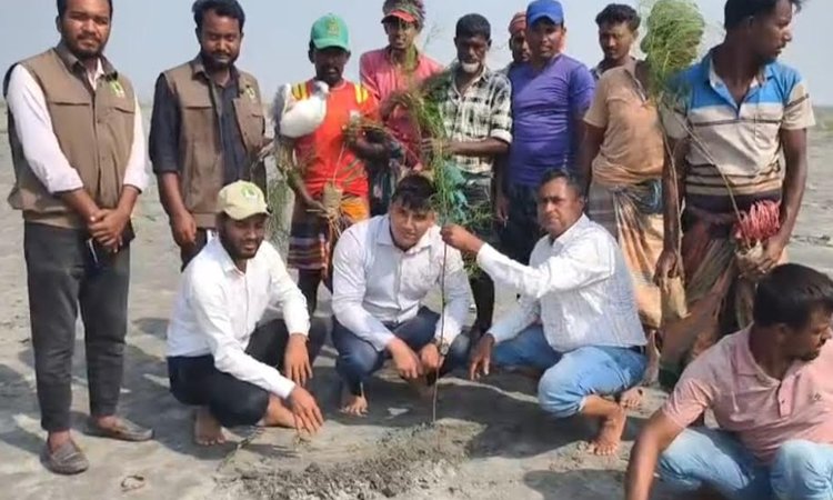 চর বিজয়ে ৪০ হাজার ঝাউ গাছ রোপণ কর্মসূচির উদ্বোধন