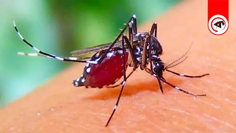 কুয়াকাটায় ডেঙ্গুতে আবারও দুইজনের মৃত্যু, আক্রান্তের সংখ্যা বেড়েই চলেছে