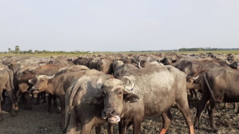 জোয়ার-ভাটার নিয়মে চলে উপকূলের মহিষ বাথান