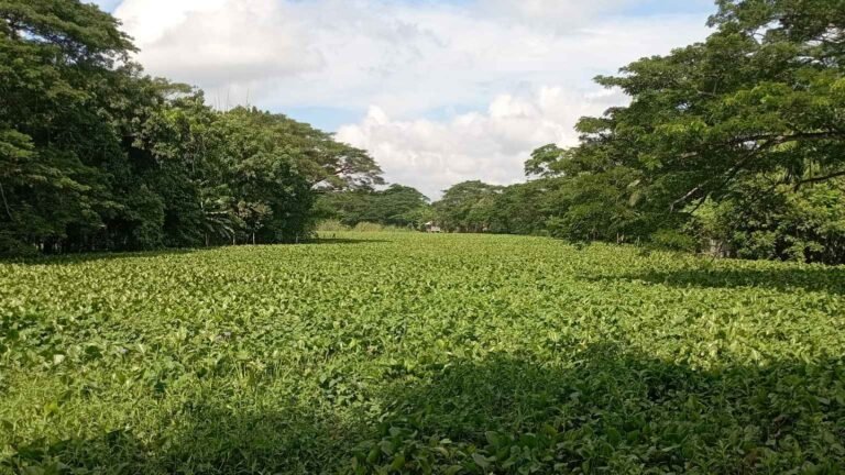 মরা বলেশ্বরে কচুরিপানার দখল, দূষিত পানি ব্যবহারে চরম দুর্ভোগে ৭ গ্রামের মানুষ
