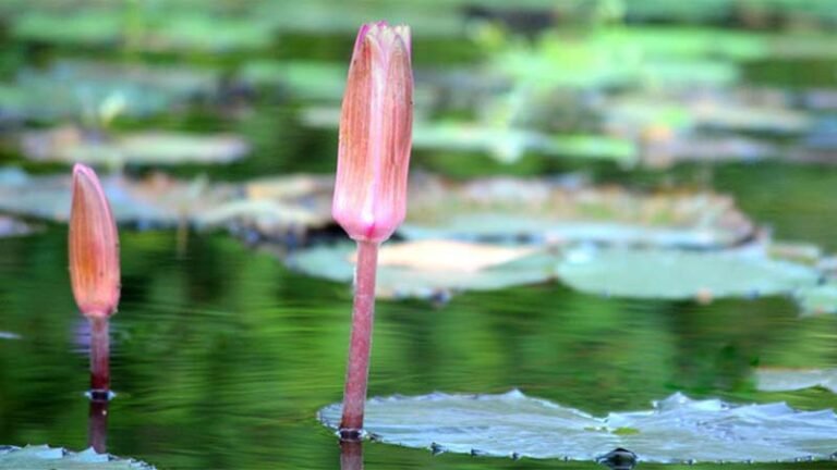 নির্বাচনী প্রতীকের তালিকায় যুক্ত হলো ‘শাপলা কলি’