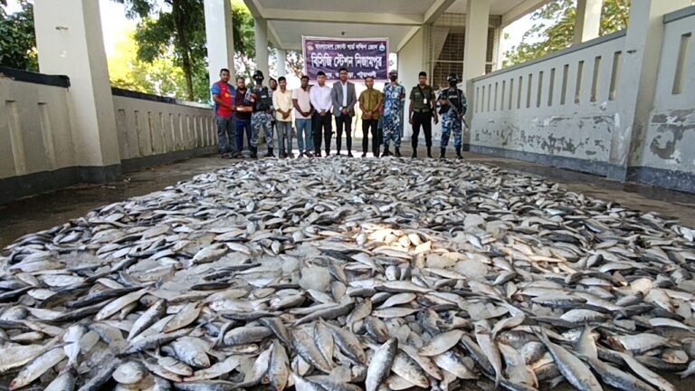 কলাপাড়ায় কোস্ট গার্ডের অভিযানে ১৩শ’ মন ঝাটকা ইলিশ জব্দ