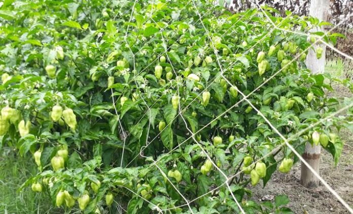ঝাঁঝে-ঘ্রানে অনন্য আটঘর-কুড়িয়ানার বোম্বাই মরিচ, রপ্তানি হচ্ছে বিদেশেও