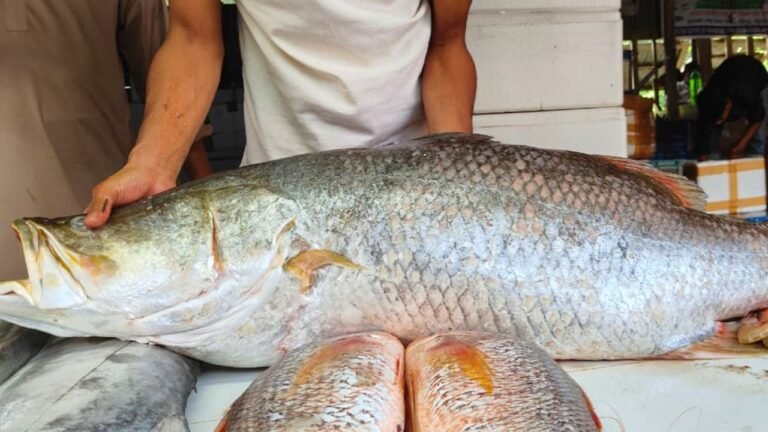 কুয়াকাটায় ১৯ কেজির কোরাল মাছ বিক্রি ২৫,৬৫০ টাকায়