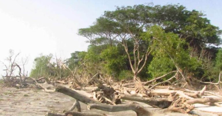 বিলীন হবার পথে বরগুনার টেংরাগিরি বন