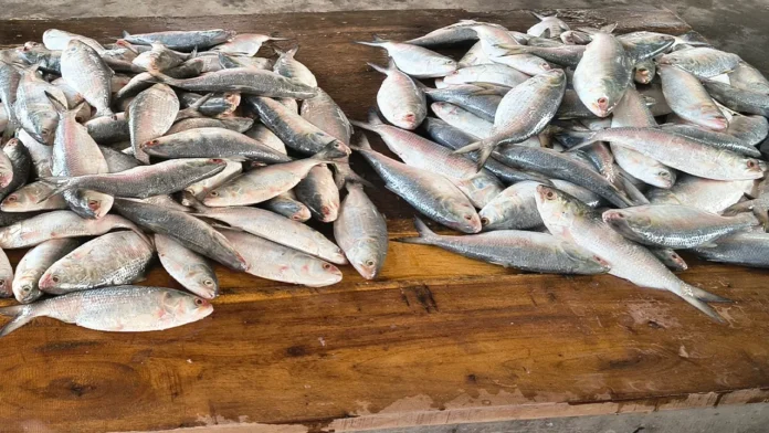 বরিশালে জাটকা ইলিশে সয়লাব বাজার, তদারকি নেই প্রশাসনের