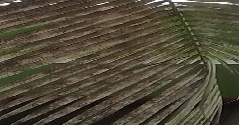 সাদা মাছির আক্রমণে নারকেল উৎপাদনে ধস, বিপুল তেলকল বন্ধের পথে