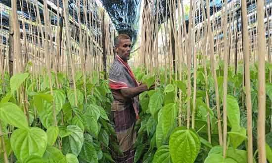 বরগুনার পান চাষিরা পেল না ন্যায্য দাম, হতাশায় নিমজ্জিত চাষিরা
