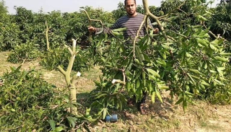 আমচাষীর ৩৫০ আমগাছ কেটে দিল দুর্বৃত্তরা